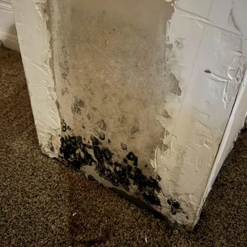 Professional Mold Removal in Callahan, FL